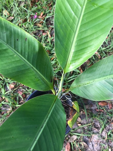 Banana fruit tree - fruit,