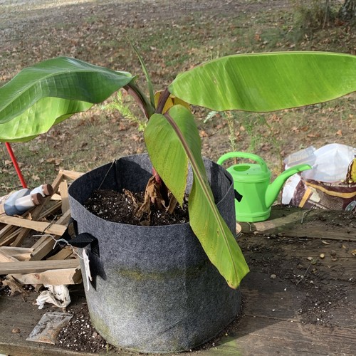 Banana tree live potted - banana,