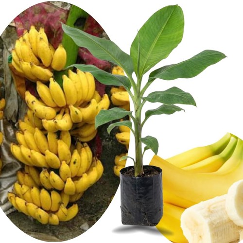 Sweet yellow banana - yellow, tree