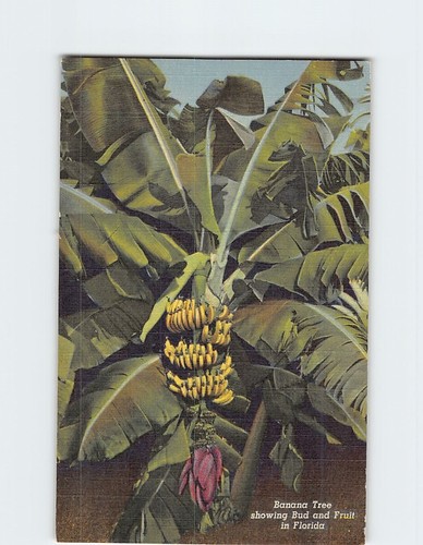 Banana tree showing bud and - tree,