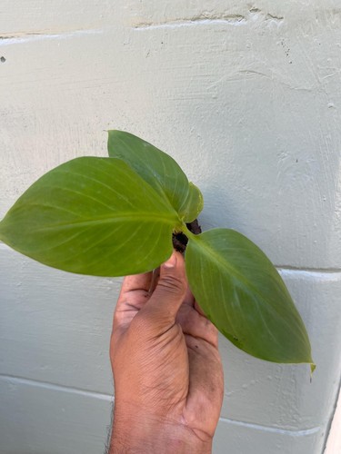 Pack dwarf green - pack,