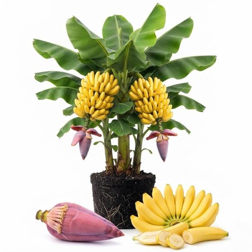 Double banana tree live plant - tree,
