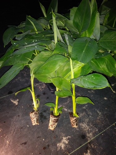 Goldfinger banana tree rare - ,