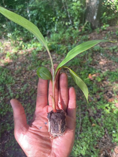 Red banana plant - live, tropical
