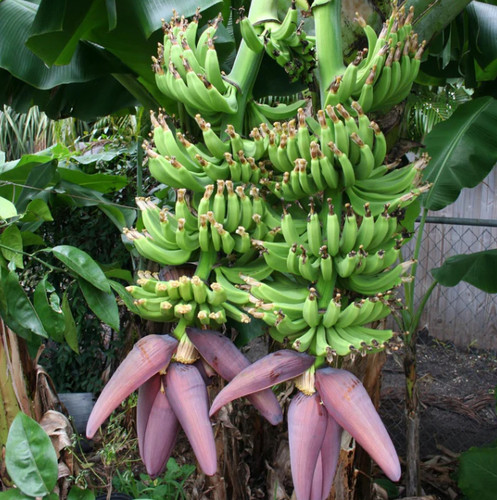 Live double mahoi banana - double,