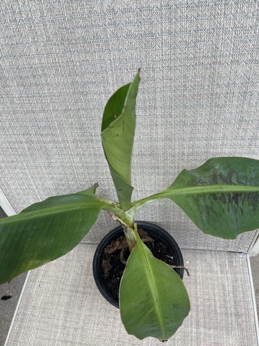 Small banana tree organic - small,