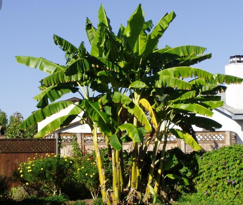 Basjoo banana tree cold - banana, tree~~cold