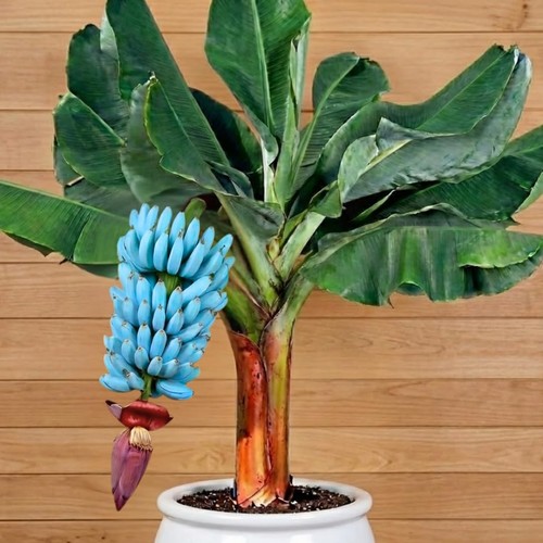 Ice cream banana tree - ice,