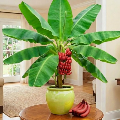 Red banana plant - banana,