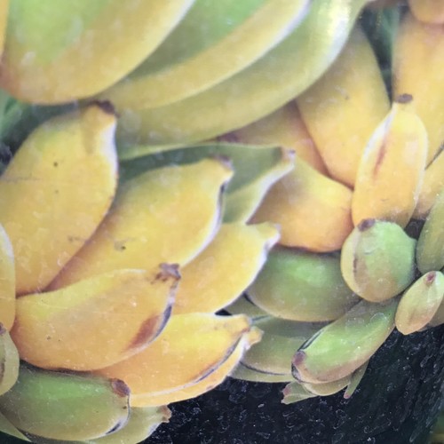 Banana tree organic plant - banana,
