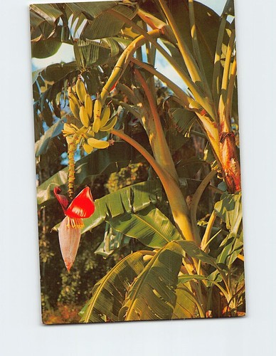 Banana tree growing - tree,