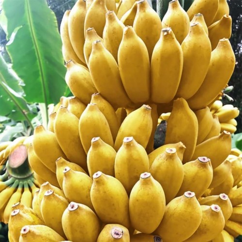 Banana tree plant live - banana,