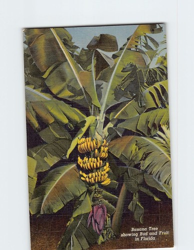 Banana tree showing bud and - tree,