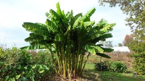 Large musa basjoo banana - musa, tree