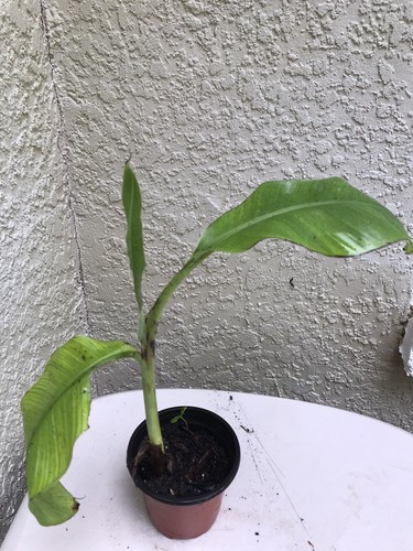 Organic baby bananas tropical - organic,