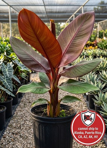 Red abyssinian banana maurelii - banana,