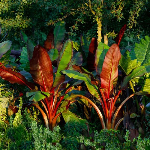 Red abyssinian banana tree - red,