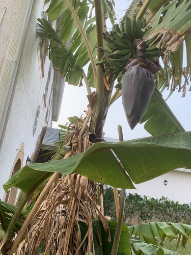 Goldfinger banana tree rare - ,