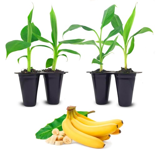 Banana trees grand nain 4 - nain, (4