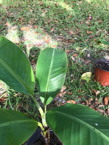 Baby bananas tree tropical - bananas-tree,