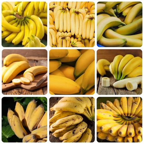Truly tiny banana tree - tiny,
