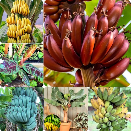 Mixed banana trees - 2, live