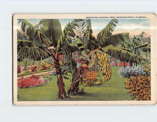 Beautiful banana tree - beautiful, bearing