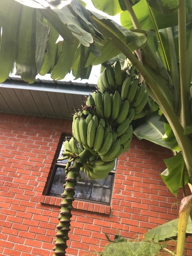 Young banana tree dwarf live - banana,