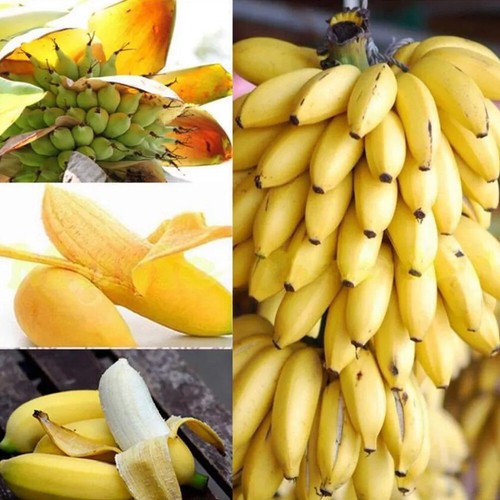 500pcs dwarf banana tree - 500pcs,