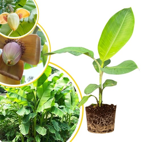 Basjoo banana tree live plant - basjoo,