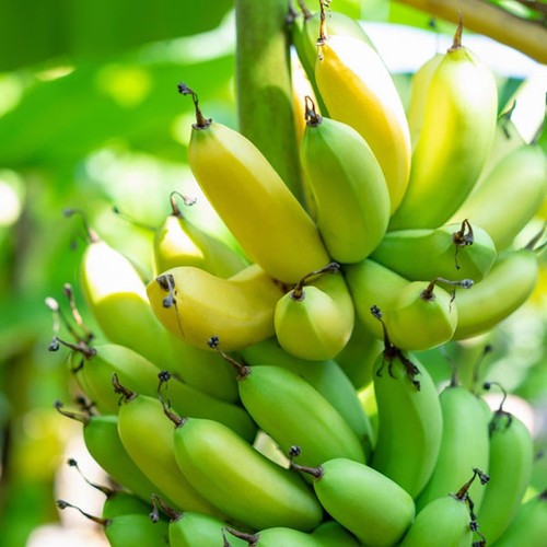 Gran nain banana tree - 1,