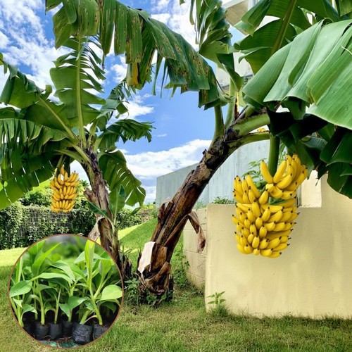 Basjoo banana tree - tree, plant