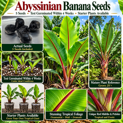Banana tree seeds - 5,