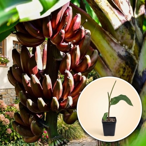 Live red dacca banana tree - live,