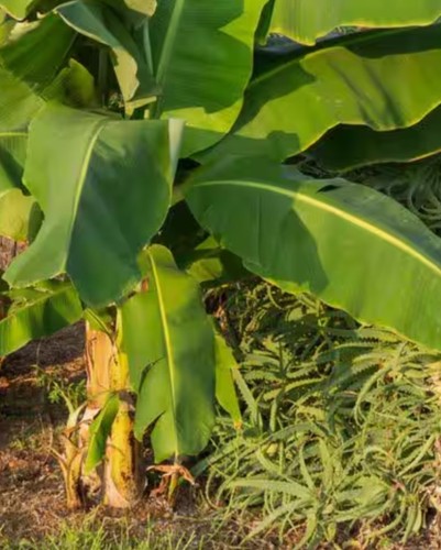 Organic banana tree - ft,