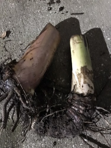 Baby banana tree2 - , rhizomes
