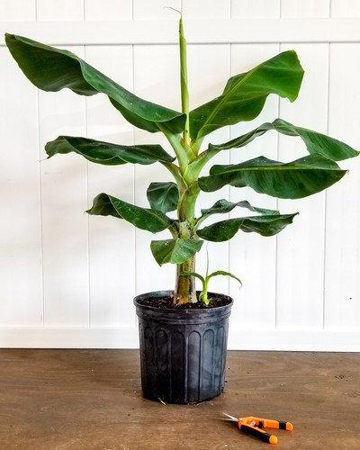 Cavendish dwarf banana tree - dwarf,