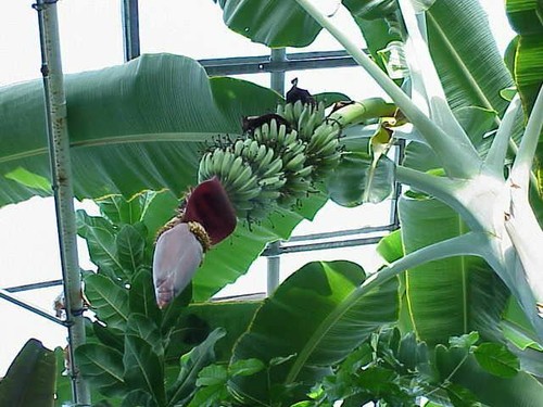 Musa gran nain banana - -, 'gran