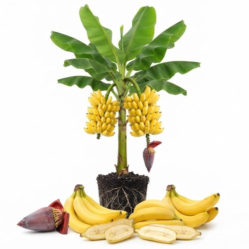 Tropical banana tree live - tropical,