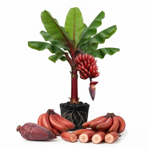 Zebrina red banana - banana, live