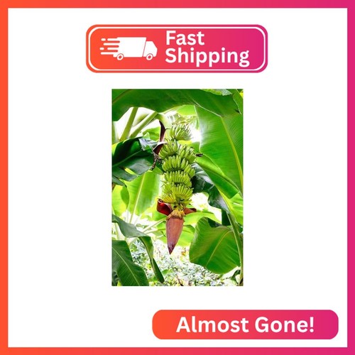 Fam plants live - plants, trees