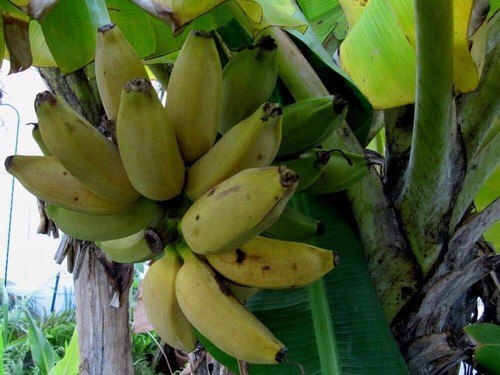 Banana sweetheart musa - sweetheart, tree