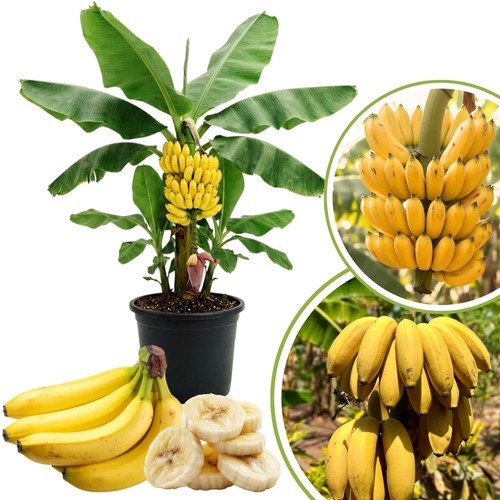 Banana tree live - banana, plant