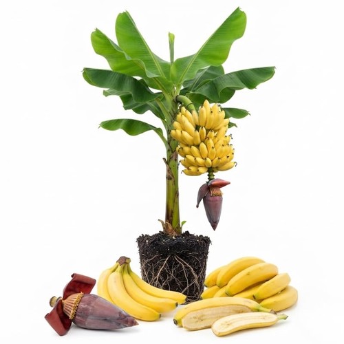 Tangry banana tree live plant - banana,