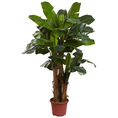Giant triple stalk banana - 7',