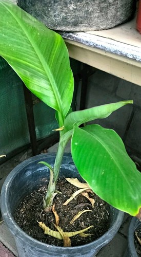 Banana plant seedling live - banana, (seedling