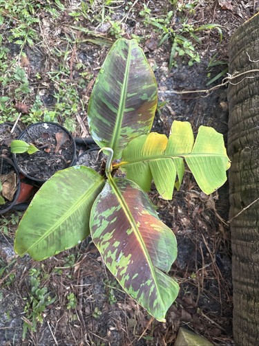 Cavendish banana tree 1ft - cavendish,