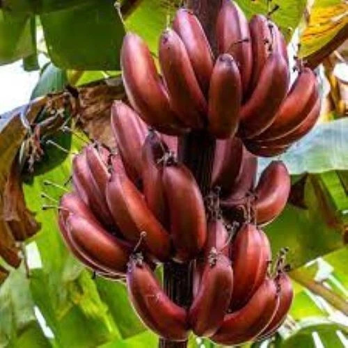 Bordelon musa banana - bordelon,