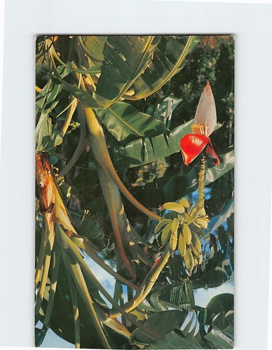 Banana tree growing - tree, in