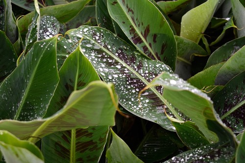 Poquito banana tree - poquito, tree,